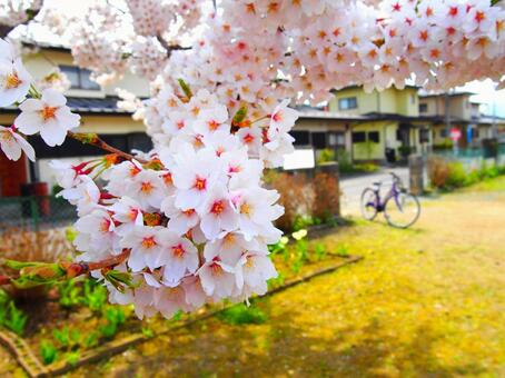 公園の桜 公園の桜の写真