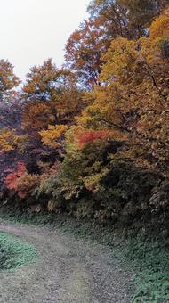 魚沼スカイラインの紅葉 紅葉,魚沼スカイライン,秋の写真素材