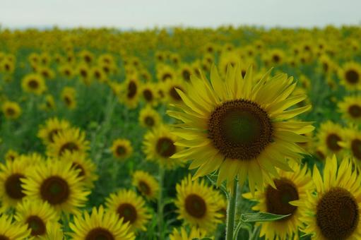 ヒマワリ 向日葵 夏の花 黄色の花 ヒマワリ 向日葵 夏の花 黄色の花の写真