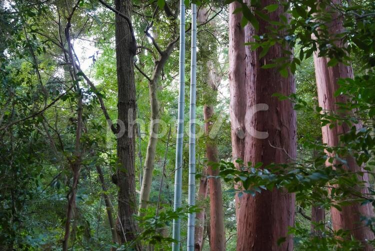 森林の竹２ 竹林,竹やぶ,竹の写真素材