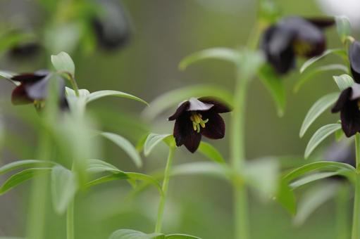 クロユリ クロユリ クロユリ,多年草,球根植物の写真素材