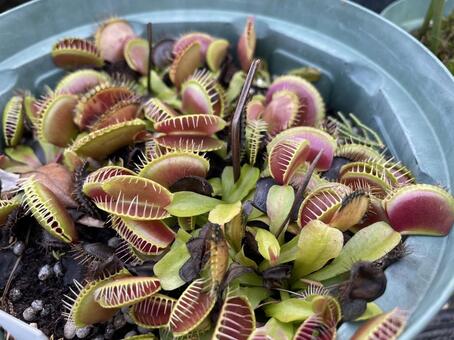 食虫植物 食虫植物,植物,虫の写真素材