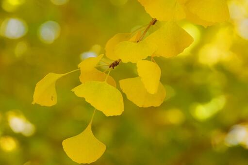 黄色く色づいたイチョウの葉10 イチョウ,銀杏,公孫樹の写真素材
