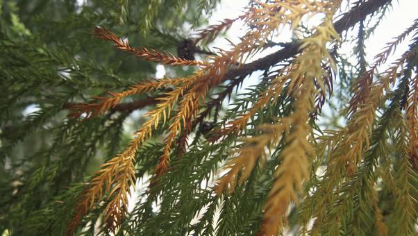 杉の枝葉（秋の変色） 杉,スギ,秋の写真素材