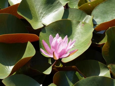 睡蓮花 睡蓮花 自然,風景,癒しの写真素材