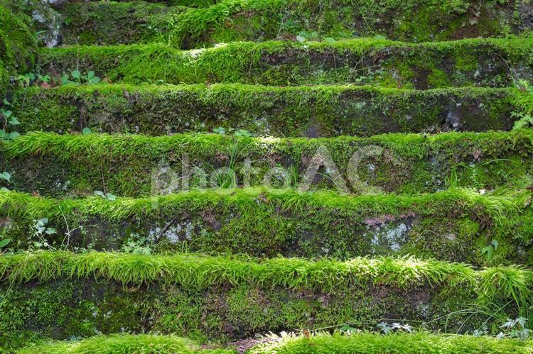 苔むした階段 苔,階段,緑の写真素材