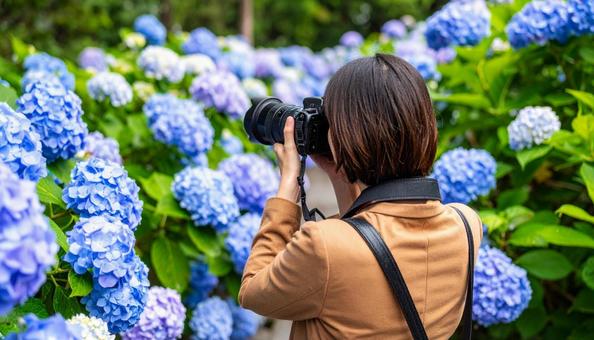 美しい紫陽花に囲まれてカメラを構える女性 美しい紫陽花に囲まれてカメラを構える女性の写真