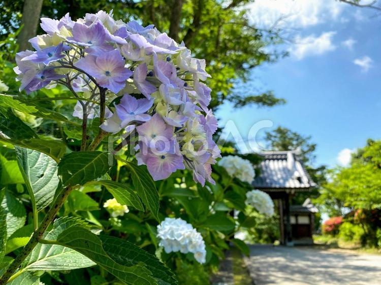 紫陽花 06 アジサイ,薄紫,緑の写真素材