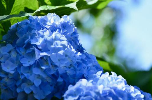 紫陽花 紫陽花の写真