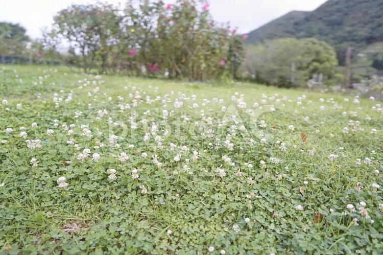 野花とだいち 花,風景,自然の写真素材