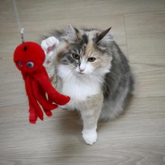 Cat 11, JPG Cat 11, JPG