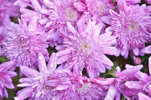 紫色の菊④ 菊,紫,花の写真素材