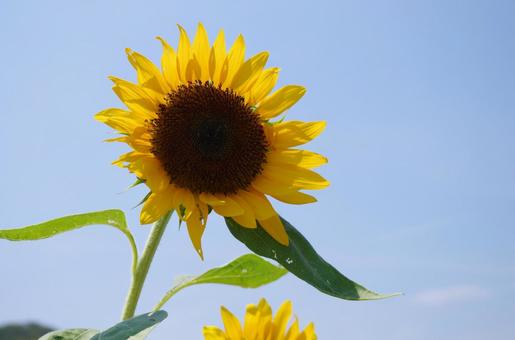 夏のイメージ 夏のイメージの写真