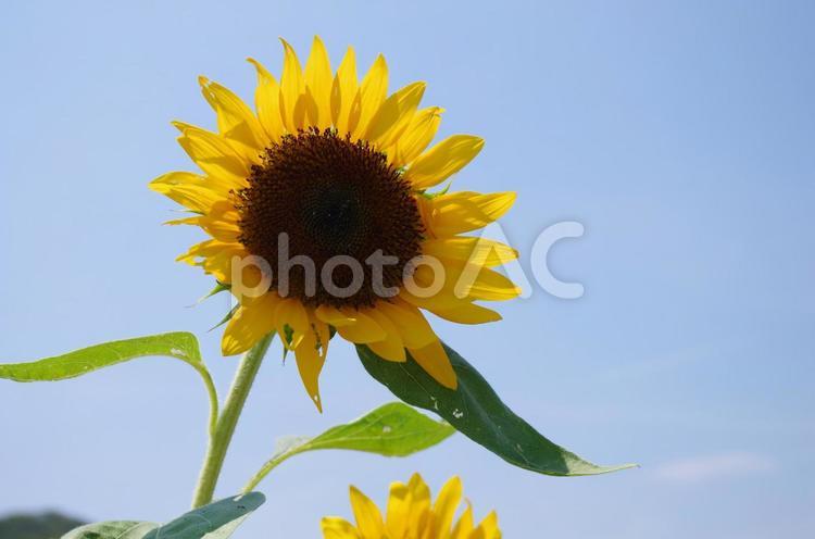 夏のイメージ ひまわり,ヒマワリ,夏の写真素材