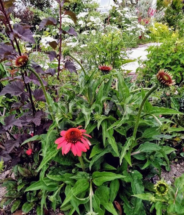 エキナセア、ピンク色 花,植物,自然の写真素材