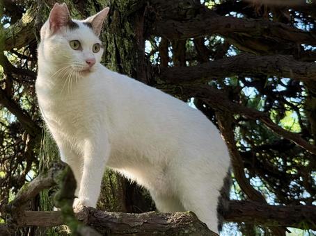 木に登ったシロキジ猫 木に登ったシロキジ猫の写真