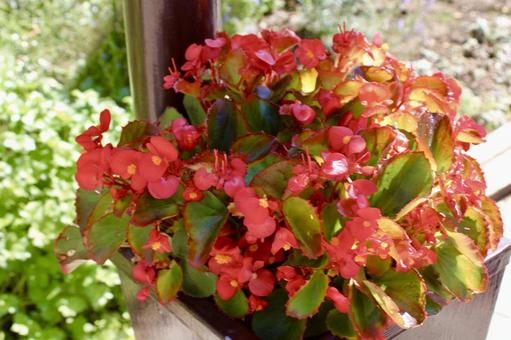 花壇に咲いた赤い花の写真