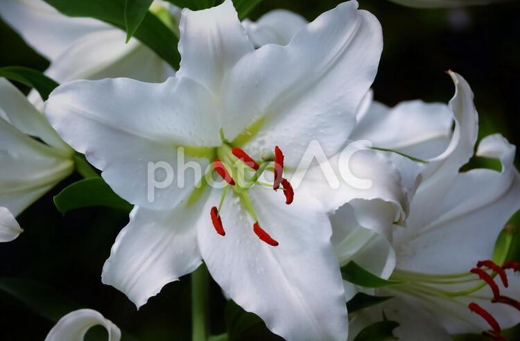 美しい大輪の百合の花・カサブランカ 植物,花,百合の写真素材