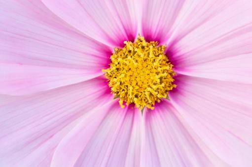 ピンク色のコスモスの花の中心の蕊の部分 コスモス,ピンク,花の写真素材