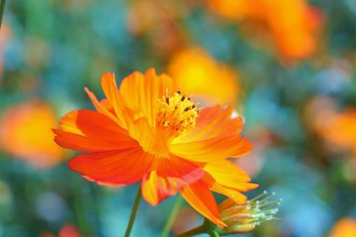 キバナコスモスの写真