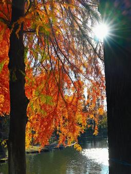 紅葉した水辺のヌマ杉2 ヌマスギ,紅葉,鮮やかの写真素材