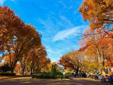 大蔵公園の紅葉の木々とブルースカイ 青空,空,ブルースカイの写真素材