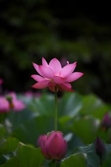 Oga lotus 15, JPG