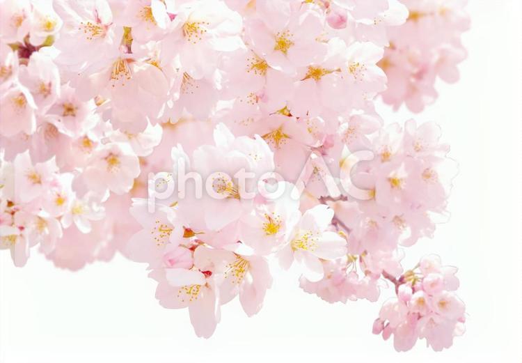 psd 桜の花　ボリュームが調整できます psd,桜,春の写真素材