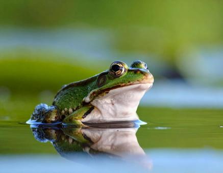 水辺のカエル02の写真
