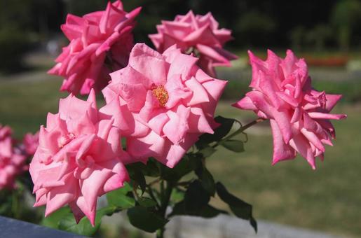 季節の花522 季節の花522の写真