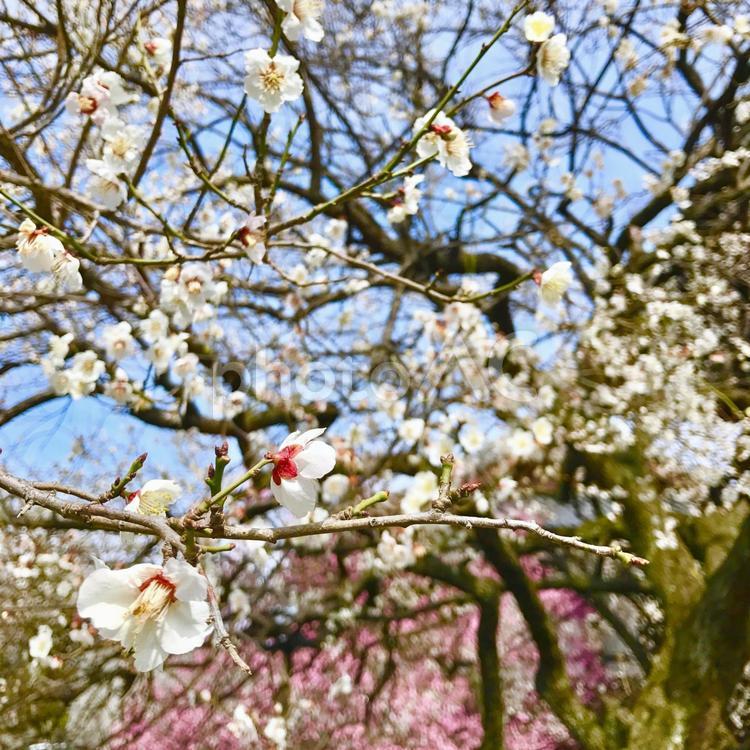 白い梅の木 自然,花,景色の写真素材