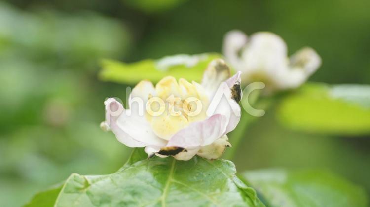 花ビラの模様が独特な夏ローバイ 鮮やか,ぼかし,淡いの写真素材