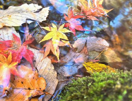 小川に積もった紅葉の落ち葉 秋,紅葉,モミジの写真素材