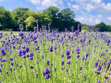 ラベンダーの花畑 ラベンダーの花畑の写真
