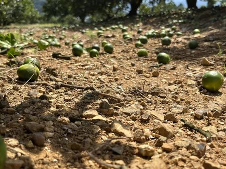 みかん畑　落下　摘果作業 みかん畑,摘果作業,みかん落下の写真素材
