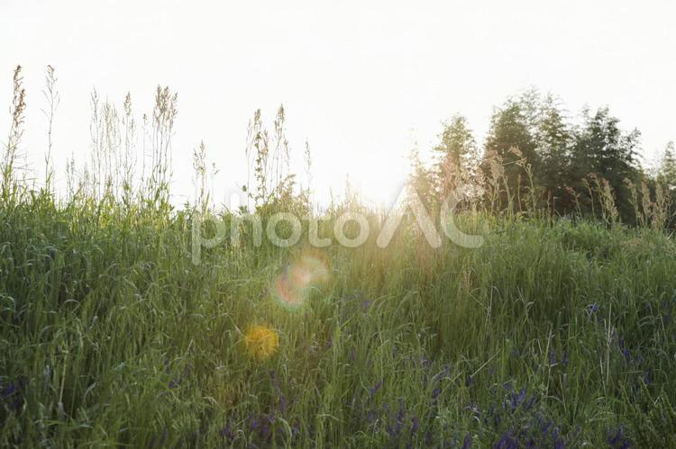 草むらから眺める日の出 河川敷,日の出,エモいの写真素材