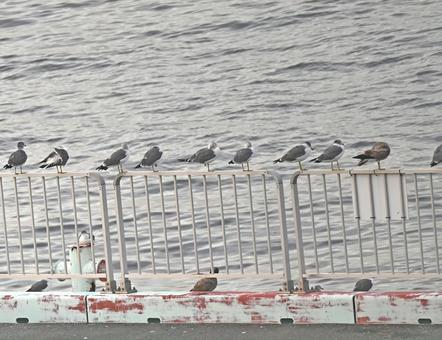 柵に集まるウミネコの集団 柵に集まるウミネコの集団の写真