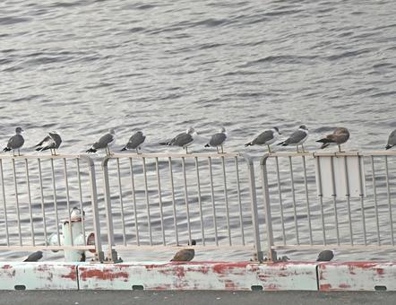 柵に集まるウミネコの集団 ウミネコ,鳥,羽の写真素材