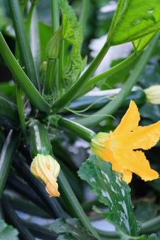 ズッキーニの花 ズッキーニの花 ズッキーニ,ウリ科,カボチャ属の写真素材