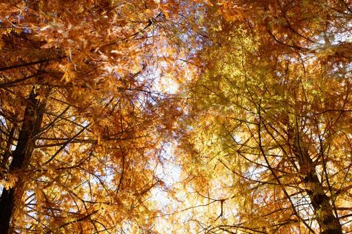 紅葉　 紅葉,秋,花・植物の写真素材