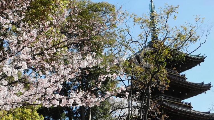桜と五重塔 桜,五重塔,春の写真素材