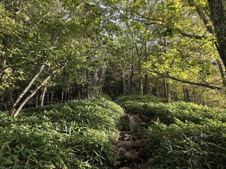 早朝の登山道 早朝の登山道 早朝,登山道,森林の写真素材