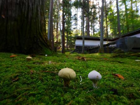 きのこと苔のある景観 きのこ,苔,貞祥寺の写真素材