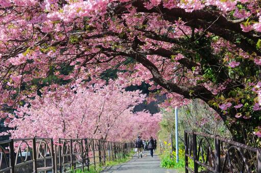 満開の河津桜のある風景 桜,河津桜,春の写真素材