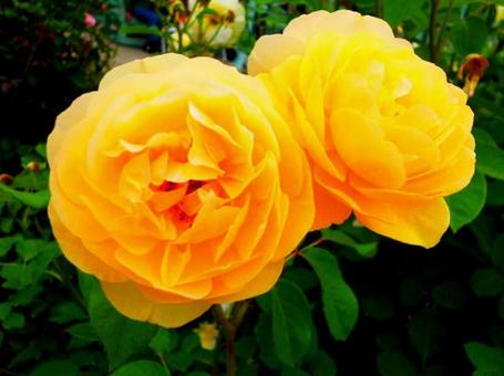 黄薔薇 黄薔薇の写真