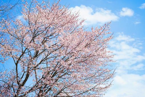 桜と青空 桜,花,春の写真素材
