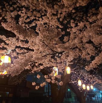 Photo, cherry blossoms, cherry trees at evening, cherry-blossom viewing, 