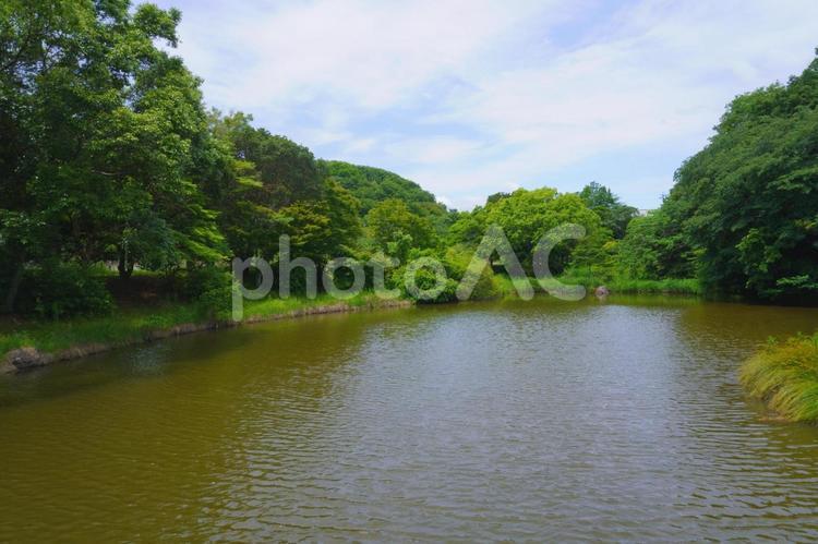 佐鳴湖　ひょうたん池②　静岡県浜松市 自然,景色,風景の写真素材