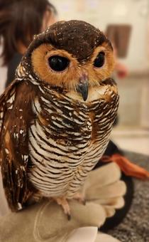 フクロウ フクロウの写真