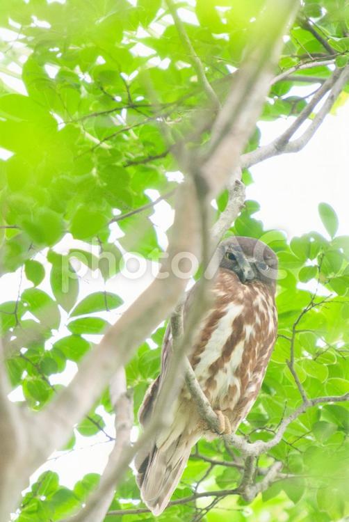 青々と茂る木々に佇む猛禽類のまなざし⑤ フクロウ,猛禽類,野鳥の写真素材
